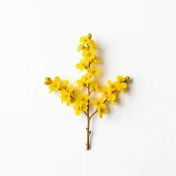 Golden yarrow