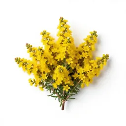 Goldenbush