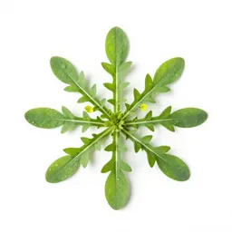 Goosefoot
