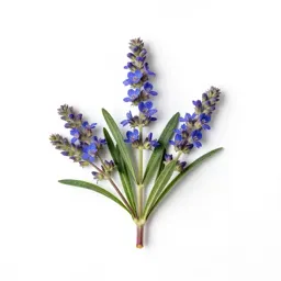 Gooseneck loosestrife