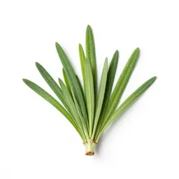 Gramineous plant