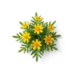 Grass-leaved golden aster