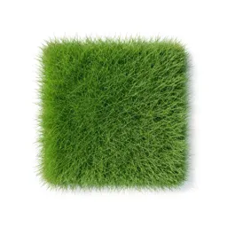 Grass