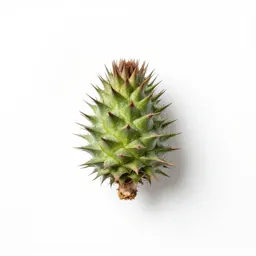 Great burdock