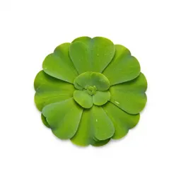 Great duckweed