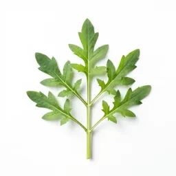 Great ragweed