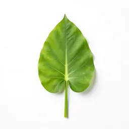 Green arrow arum