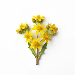 Groundsel