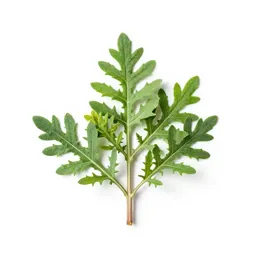 Groundsel tree
