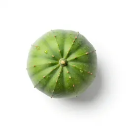 Guayule