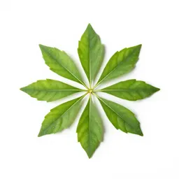 Gymnosperm