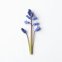 Harebell