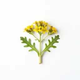 Hawkweed