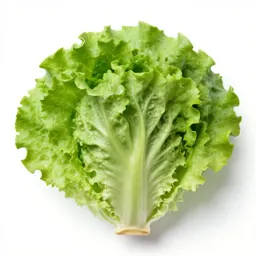 Head lettuce