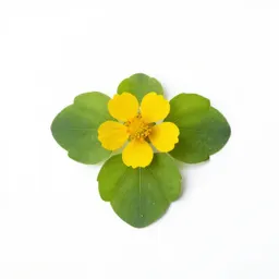 Heartleaf arnica