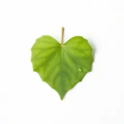 Heartleaf