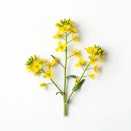 Hedge mustard