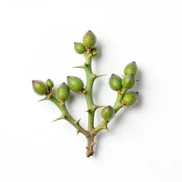 Hedge thorn