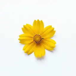 Heliopsis