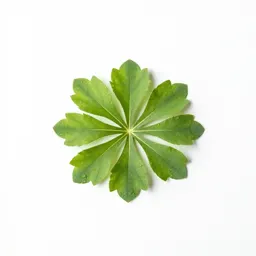 Hepatica