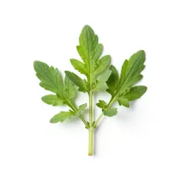 Herb