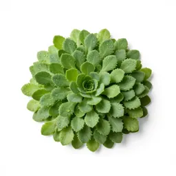 Herbage