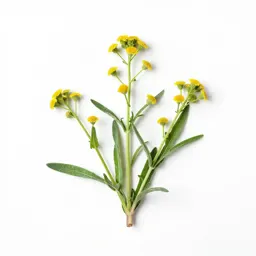 Horseweed