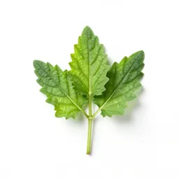 Hyssop