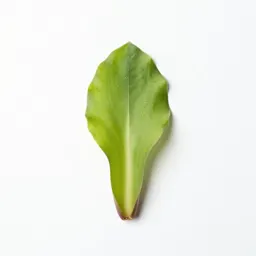 Jack-in-the-pulpit