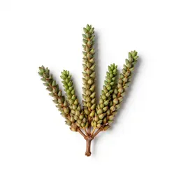 Jointed rush