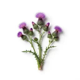 Knapweed