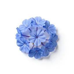 Leadwort