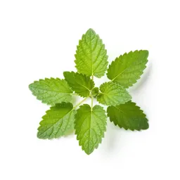 Lemon balm