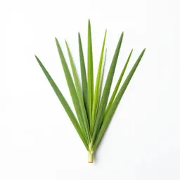 Lemongrass