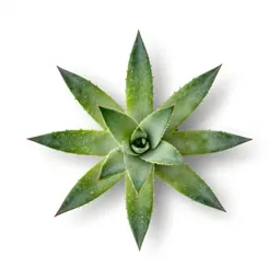 Leopard plant