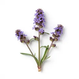 Lesser knapweed