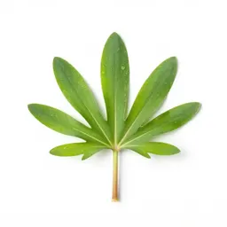Lesser spearwort