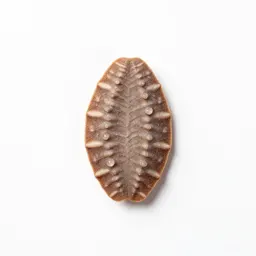 Lithops