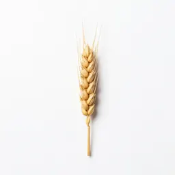 Little barley