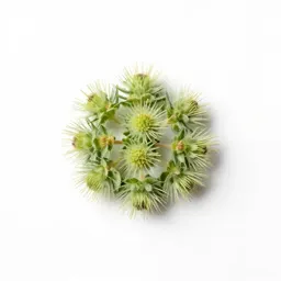 Little-head snakeweed