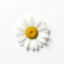 Livingstone daisy