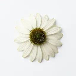 Long-head coneflower