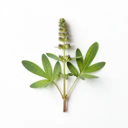 Loosestrife