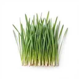 Lyme grass