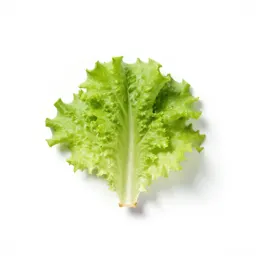 Malheur wire lettuce