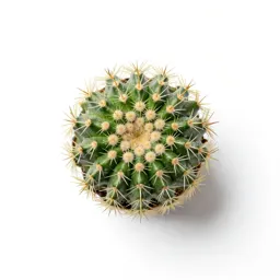 Mammillaria