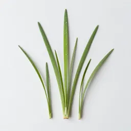 Manna grass