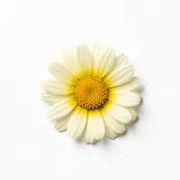 Marguerite