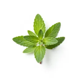 Marjoram