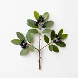 Marlberry